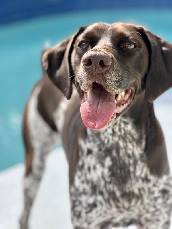 /Images/uploads/Southeast German Shorthaired Pointer Rescue/segspcalendarcontest/entries/31078thumb.jpg